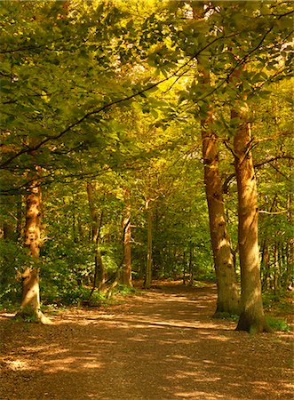 simsearch:841-05795615,k - Woodland walk, Trent Park Country Park, near Cockfosters, North London, England, United Kingdom, Europe Stock Photo - Rights-Managed, Code: 841-02914997