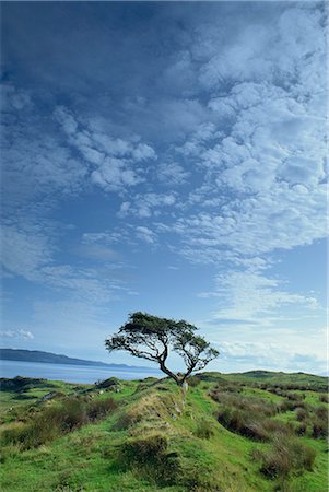 strathclyde - Loch Craignish from Craignish Point, Strathclyde, Scotland, United Kingdom, Europe Foto de stock - Con derechos protegidos, Código: 841-02915000