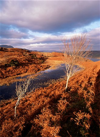 simsearch:841-02943883,k - Coniston Water Long Moss, Torver dos Common, Parc National de Lake District, Cumbria, Angleterre, Royaume-Uni, Europe Photographie de stock - Rights-Managed, Code: 841-02915017