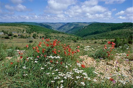 Causse Mejean, Gorges du Tarn behind, Lozere, Languedoc-Roussillon, France, Europe Stock Photo - Rights-Managed, Code: 841-02915022