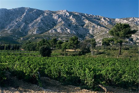 simsearch:841-03031356,k - Vineyards and Montagne Ste. Victoire, near Aix-en-Provence, Bouches-du-Rhone, Provence, France, Europe Foto de stock - Con derechos protegidos, Código: 841-02915078