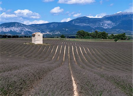 simsearch:862-03711303,k - Lavender fields, Plateau de Valesole, Alpes de Haute Provence, Provence, France, Europe Stock Photo - Rights-Managed, Code: 841-02915087