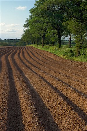 ploughed field england - Furrows in a ploughed field near Coleshill in Warwickshire, England, United Kingdom, Europe Stock Photo - Rights-Managed, Code: 841-02915097