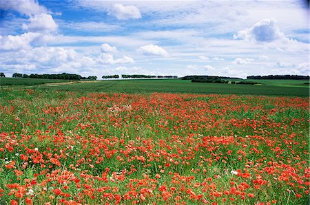 picardía - Poppies in the Valley of the Somme near Mons, Nord-Picardy, France, Europe Foto de stock - Con derechos protegidos, Código: 841-02915115
