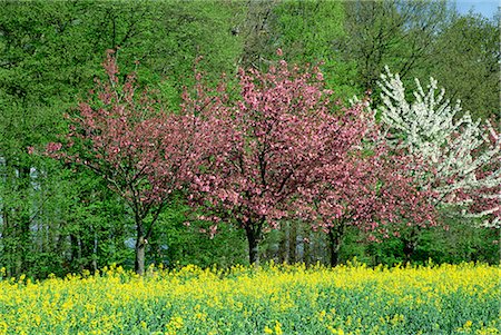 simsearch:841-03030250,k - Bäume in Blüte in Ackerland im Seine-Tal, Eure, Basse Normandie, Frankreich, Europa Stockbilder - Lizenzpflichtiges, Bildnummer: 841-02915191