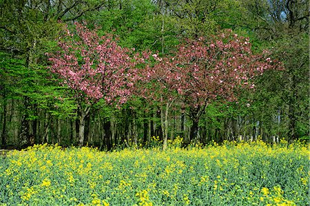 simsearch:841-02903197,k - Trees in blossom in farmland in the Seine Valley, Eure, Basse Normandie, France, Europe Stock Photo - Rights-Managed, Code: 841-02915192