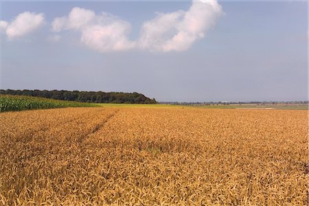 simsearch:841-02713559,k - Field of wheat, Cap Hornu, Baie de la Somme, Picardy, France, Europe Stock Photo - Rights-Managed, Code: 841-02915279