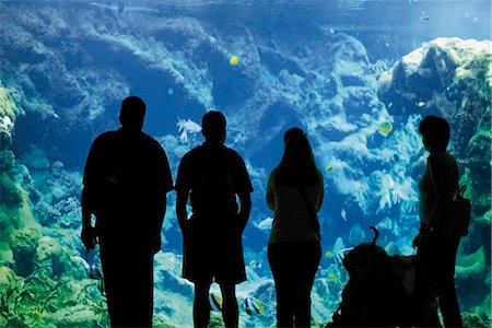 Oceanopolis Aquarium and Sea Life Centre, Brest, Finistere, Brittany, France, Europe Stock Photo - Rights-Managed, Code: 841-02915359