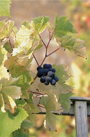 Grapes on vine, Stanway village, The Cotswolds, Gloucestershire, England, United Kingdom, Europe Stock Photo - Rights-Managed, Code: 841-02915385