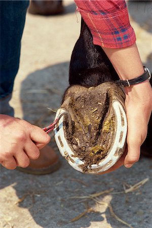 simsearch:841-02915477,k - Picking horse's foot, England, United Kingdom, Europe Foto de stock - Direito Controlado, Número: 841-02915482