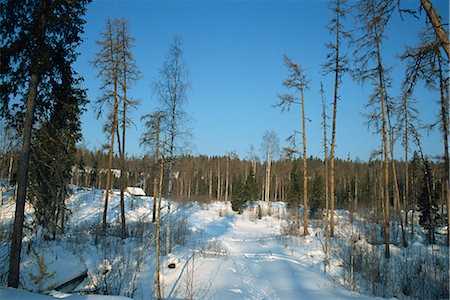 simsearch:841-03066223,k - Forests of Pinega National Park in winter, Arkhangelsk, Russia, Europe Foto de stock - Con derechos protegidos, Código: 841-02915556
