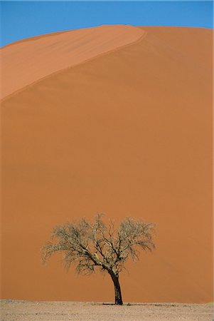 simsearch:841-02993759,k - Lone acacia tree against huge sand dune, Sossusvlei Desert, Namibia, Africa Stock Photo - Rights-Managed, Code: 841-02915587