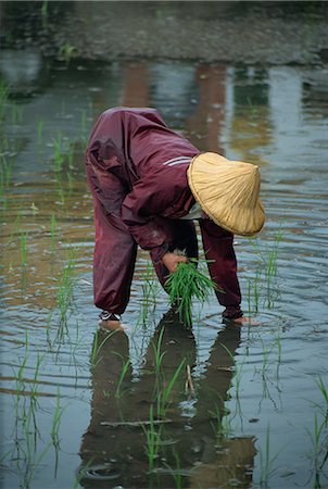 simsearch:841-02709266,k - Une femme repiquage riz dans une rizière sur les plaines Hualien, Taiwan, Asie Photographie de stock - Rights-Managed, Code: 841-02915593