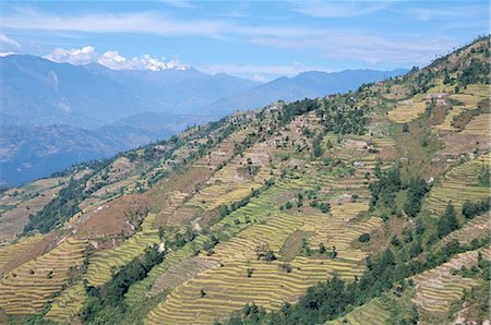 simsearch:841-02918663,k - Terraced fields in lower Trisuli Valley, Trisuli, Himalayas, Nepal, Asia Foto de stock - Con derechos protegidos, Código: 841-02915760