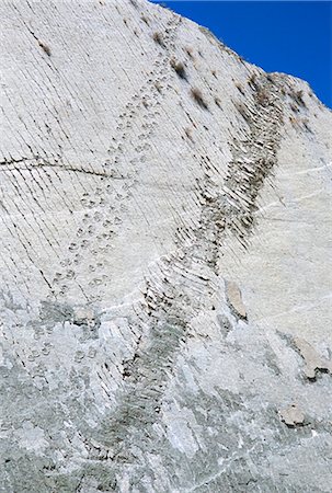 fossils - Le plus long dinosaure monde assure le suivi, Titanosaurus du Crétacé, près de Sucre, en Bolivie, Amérique du Sud Photographie de stock - Rights-Managed, Code: 841-02915779