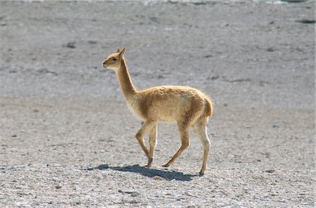 simsearch:841-03057903,k - Vikunja wild auf dem Altiplano, südwestlichen Hochland, Bolviia, Südamerika Stockbilder - Lizenzpflichtiges, Bildnummer: 841-02915786