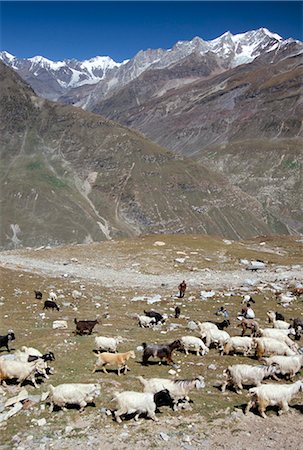 Shepherd and flock, north of Manali, high above Chenab Valley, Himachal Pradesh, India, Asia Stock Photo - Rights-Managed, Code: 841-02915816