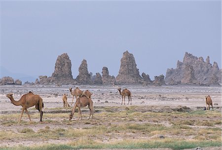 simsearch:841-02918824,k - Tuf tours au Lac kadi (abbé), formée par des sources d'eau chaude sous les vieux lac au plus niveau, Triangle Afar, Djibouti, Afrique Photographie de stock - Rights-Managed, Code: 841-02915847