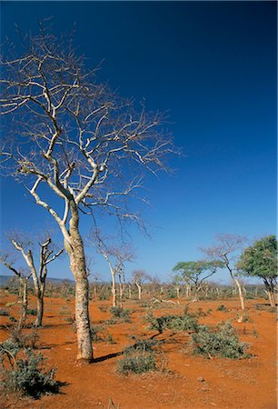 simsearch:841-03034234,k - Acacias sur les sols rouges, près de Goba, Southern Highlands, Ethiopie, Afrique Photographie de stock - Rights-Managed, Code: 841-02915841