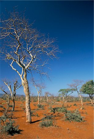 Acacia trees on red soils, near Goba, Southern Highlands, Ethiopia, Africa Stock Photo - Rights-Managed, Code: 841-02915841