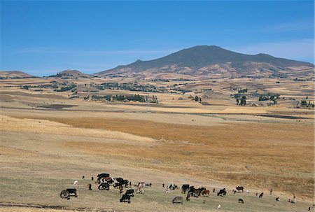 simsearch:841-03034186,k - Montane grasslands with cattle grazing in front of Bale Mountains, Southern Highlands, Ethiopia, Africa Stock Photo - Rights-Managed, Code: 841-02915842