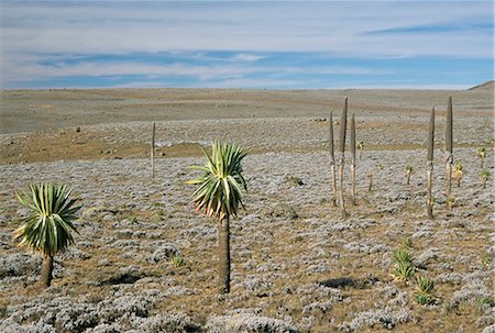 simsearch:841-03034186,k - Giant lobelias on Sanetti Plateau, high in Bale Mountains, Southern Highlands, Ethiopia, Africa Stock Photo - Rights-Managed, Code: 841-02915843