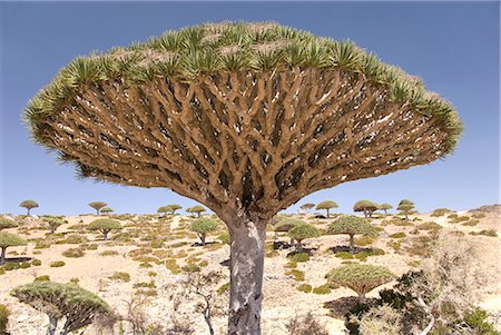 endemic - Dragon Blood Tree (Dracaena cinnabari), endemic to island, Diksam Plateau, central Socotra Island, Yemen, Middle East Stock Photo - Rights-Managed, Code: 841-02915880