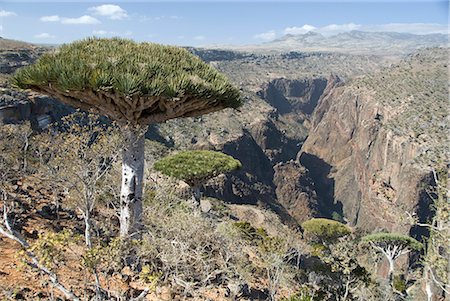 Dearhur Canyon, descendant des montagnes Hagghir, arbres de sang de Dragon (Dracaena Socotra), poussant le long de la jante, Diksam Plateau, Centre île de Socotra (Yémen), Moyen Orient Photographie de stock - Rights-Managed, Code: 841-02915881