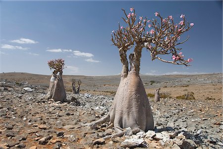 Bottle-tree (desert rose) (adenium obesum) endemic to island, Diksam Plateau, central Socotra Island, Yemen, Middle East Foto de stock - Con derechos protegidos, Código: 841-02915898