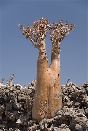 Endémiques (adenium obesum) bouteille-arbre (rose du désert) au Plateau de Diksam, l'île centrale île de Socotra (Yémen), Moyen Orient Photographie de stock - Rights-Managed, Code: 841-02915899