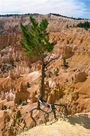 simsearch:841-02920373,k - A pine tree's roots exposed as top soil is washed away by storms, Bryce Canyon, Utah, United States of America, North America Stock Photo - Rights-Managed, Code: 841-02915918