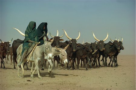 equus africanus asinus - Cattle herd, Niger, West Africa, Africa Foto de stock - Con derechos protegidos, Código: 841-02915975