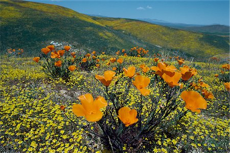 simsearch:841-03066223,k - Wild poppies, Antelope Valley, California, United States of America, North America Foto de stock - Con derechos protegidos, Código: 841-02915982