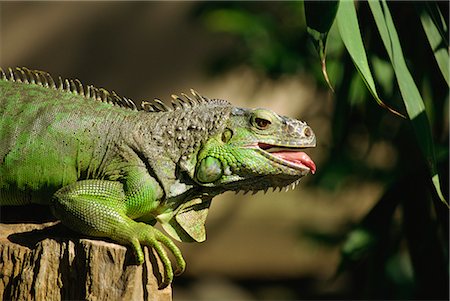 Green iguana, Bali, Indonesia, Southeast Asia, Asia Foto de stock - Con derechos protegidos, Código: 841-02916417