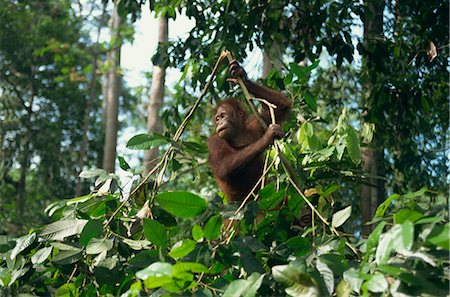 Orangutan, Sepilok Orangutan Rehabilitation Center, Sabah, Malaysia, Borneo, Southeast Asia, Asia Stock Photo - Rights-Managed, Code: 841-02916427