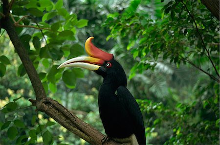 rhinoceros hornbill - Rhinoceros hornbill, Malaysia, Southeast Asia, Asia Stock Photo - Rights-Managed, Code: 841-02916428