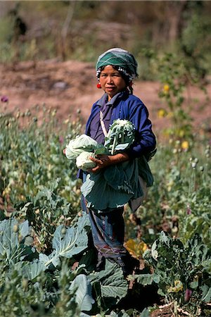 Woman collecting cabbages, Maung Long, Laos, Indochina, Southeast Asia, Asia Stock Photo - Rights-Managed, Code: 841-02916470