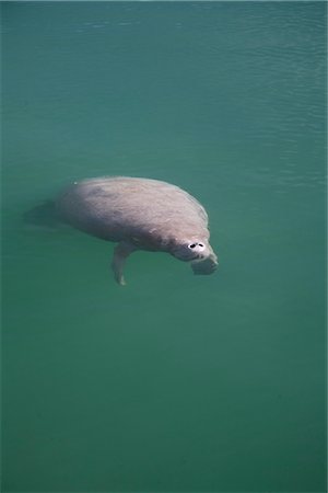 dugong - Lamantin, Swallow Caye Wildlife Sanctuary, Belize, Amérique centrale Photographie de stock - Rights-Managed, Code: 841-02917504