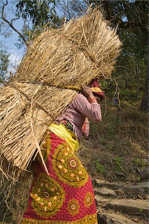 pokhara - Lourds transportant habitante des balles de foin sur son dos, Royal trek, Pokhara, Népal, Asie Photographie de stock - Rights-Managed, Code: 841-02917538