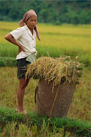 simsearch:841-02709266,k - Femme dans un champ de riz avec panier en osier de riz récolté à Mai Chau au Vietnam, Indochine, Asie du sud-est, Asie Photographie de stock - Rights-Managed, Code: 841-02917583