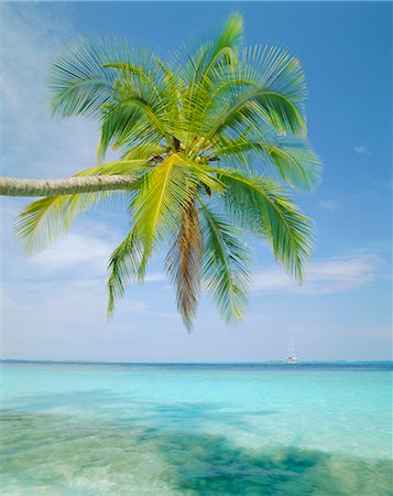 Palm tree overhanging the sea, Kuda Bandos (Little Bandos), North Male Atoll, The Maldives, Indian Ocean Stock Photo - Rights-Managed, Code: 841-02917829