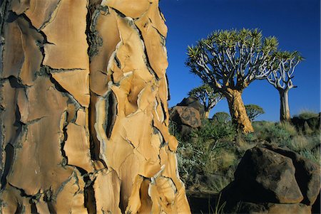 Quivertrees (kokerbooms) in the Quivertree Forest (Kokerboomwoud), near Keetmanshoop, Namibia, Africa Foto de stock - Con derechos protegidos, Código: 841-02917898