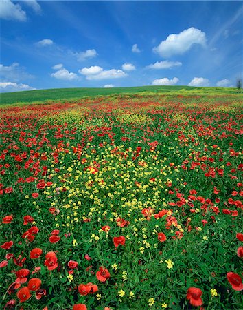 poppi castle - Field of poppies and wild flowers, Pienza in background, Tuscany, Italy, Europe Foto de stock - Con derechos protegidos, Código: 841-02917967