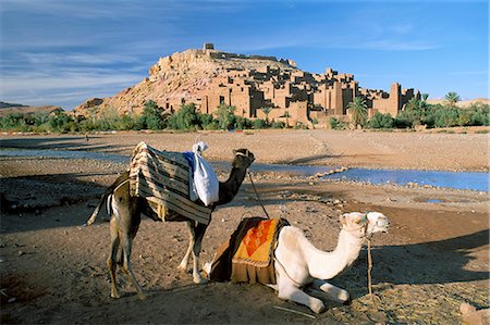 Chameaux de berge avec Kasbah Ait Benhaddou (Ait-Ben-Haddou), l'UNESCO patrimoine de l'humanité, en arrière-plan, près de Ouarzazate, au Maroc, en Afrique du Nord, Afrique Photographie de stock - Rights-Managed, Code: 841-02918021