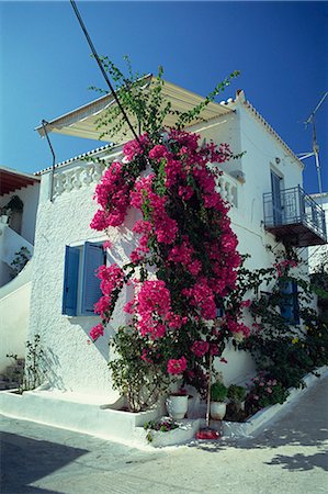 flowers greece - Bougainvillea on a white house on the island of Spetse, Greek Islands, Greece, Europe Stock Photo - Rights-Managed, Code: 841-02918165