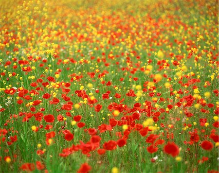 poppi castle - Fleurs sauvages, y compris les coquelicots dans un champ à Majorque, îles Baléares, Espagne, Europe Photographie de stock - Rights-Managed, Code: 841-02918388