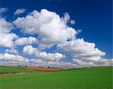 simsearch:841-02826234,k - Agricultural landscape of fields and blue sky with white clouds in Lincolnshire, England, United Kingdom, Europe Fotografie stock - Rights-Managed, Codice: 841-02918509