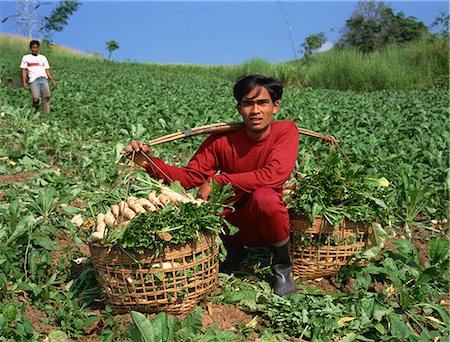 radish field - Man harvesting turnips from a field at a farm at Phisanolok, Thailand, Southeast Asia, Asia Stock Photo - Rights-Managed, Code: 841-02918524