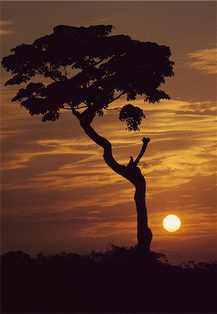 The Bujagali Falls at dawn, Uganda, East Africa, Africa Stock Photo - Rights-Managed, Code: 841-02918634