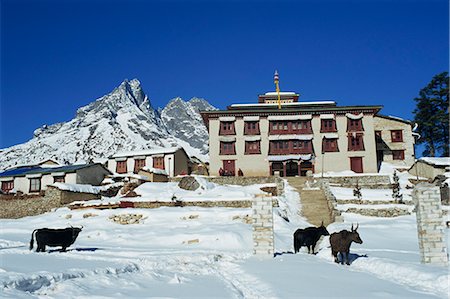Yaks dans la neige à l'extérieur du monastère de Tengboche dans la région de l'Everest du Népal, Asie Photographie de stock - Rights-Managed, Code: 841-02918668